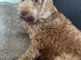 &ldquo;Beautiful litter of healthy puppies looking for loving forever homes. Raised in our family home with lots of care and attention, the puppies are well