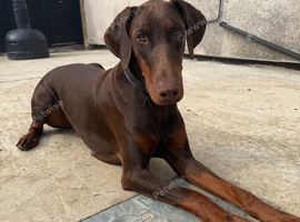 Beautiful Tanned Doberman 11 months old