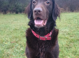 Stud dog Liver flat coated retriever for stud &pound;500 stud fee