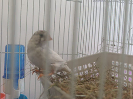 Zebra finch