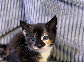 Beautiful gingers and calico kittens for sale