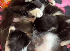 2 Bengal mix siblings &pound;20 each