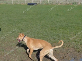 Saluki Greyhound