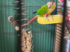 Conures