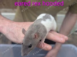 Beautiful rex rats