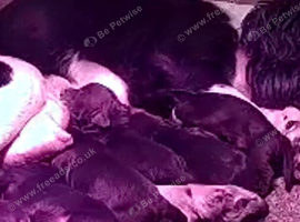cocker spaniel puppies chocolate&tan