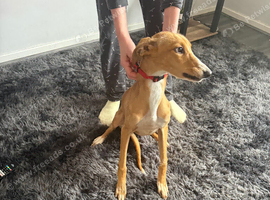 Whippet girl 6 months old