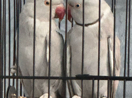 Beautiful pale/grey bonded indian ringneck mutation pair