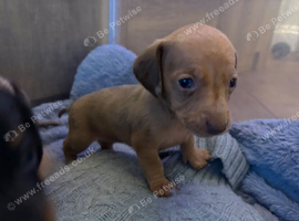 Miniature Dachshund for sale