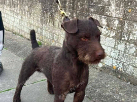 Well stamped working patterdale for stud