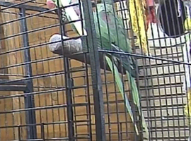 Quality Proven Pair of Large Alexandrines