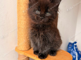 FIVE MAINE COON (TWO POLYDACTYL) KITTENS LOOKING FOR LOVING HOME