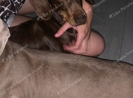 Rose Choclate Miniture dachshund for sale