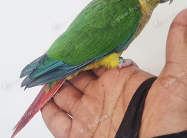 Hand reared conure baby with new cage
