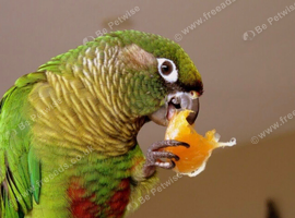 Maroonbellied Conure