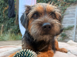 Border terrier x jack russel