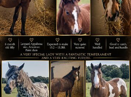 Stunning Filly to make 15.2hh