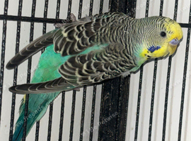 Young cock budgie