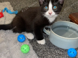 LAST ONE LEFT black and white ragdoll cross russian blue