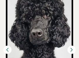 My kc standard Poodle, stud only