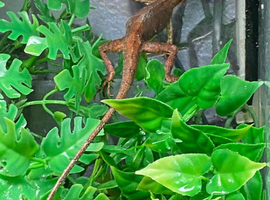 Vietnamese Blue Crested Lizard (Calotes Bachae) Female at Birmingham Reptiles