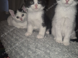 3x black and white british shorthair kittens