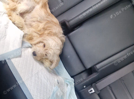 Cockapoo