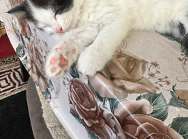 Kittens for sale