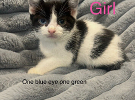 6 beautiful kittens looking for their forever home