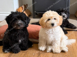 Toy poodle x coton de tulear/ Cotonoodle/ Cotonpoo