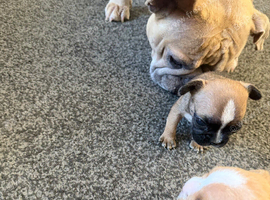Gorgeous Frenchel puppies (Frenchie x cavalier) only 2 girls left now