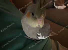 ONLY ONE COCKATIEL CHICK AVAILABLE!
