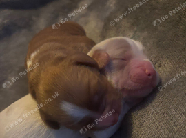 Two cocker spaniel puppy&rsquo;s born 07/07/26