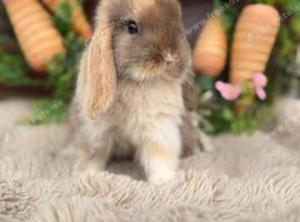 Baby mini lops