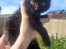 Kittens for sale