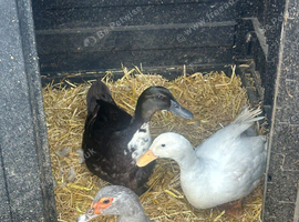 Cayuga duck and Aylesbury duck females