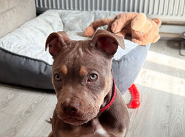 Female BULLY pup