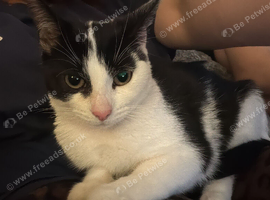 One year old cat for sale