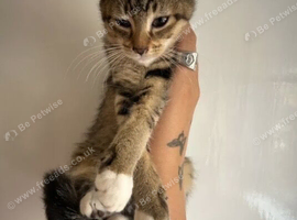 3 STUNNING GIRLS URGENTLY NEEDING HOMES