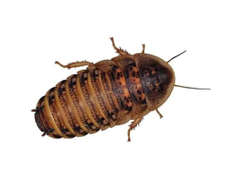 100 Dubia Roaches - collection only