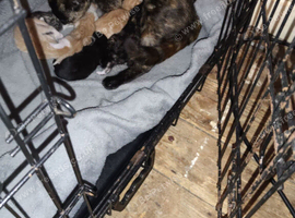 4 beautiful kittens