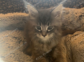 Pedigree Maine Coon Kittens