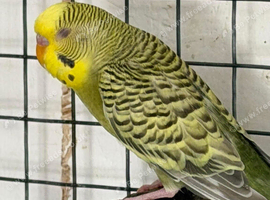 Dun Fallow Male Budgie