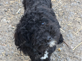 2 Hypoallergenic Cavapoo Boys