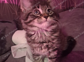 Tabby /maincoon cross