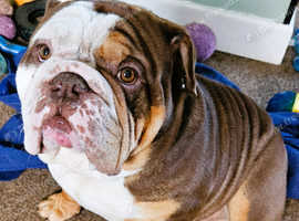 English bulldog for stud