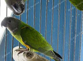 Babys Senegal parrots