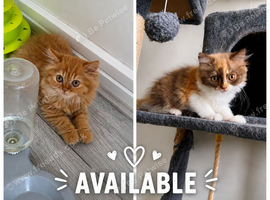 Pedigree British Longhair kittens TICA registered