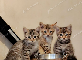 Bengal kittens