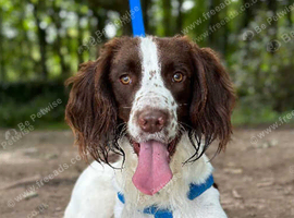 BEAUTIFUL BOY FOR STUD IN BLACKPOOL